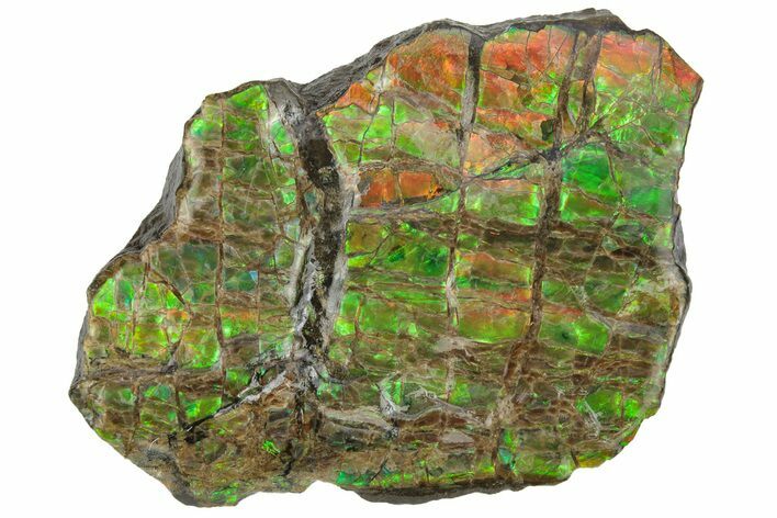 Rainbow-Colored Ammolite (Fossil Ammonite Shell) - Alberta #236421